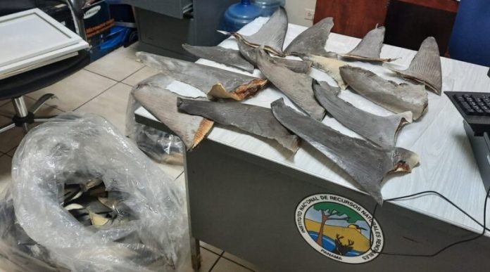 Autoridades ambientales decomisan aletas de unos 10.000 tiburones en Brasil