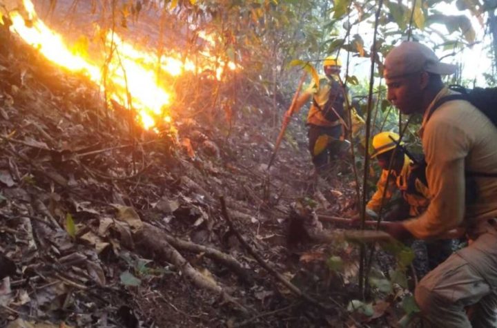 Bomberos forestales trabajan para extinguir incendio registrado en Saltos de Jima