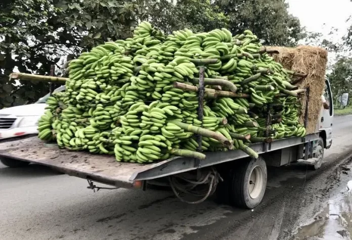 Transportistas de cargas agrícolas bajarán precios de fletes desde un 25%