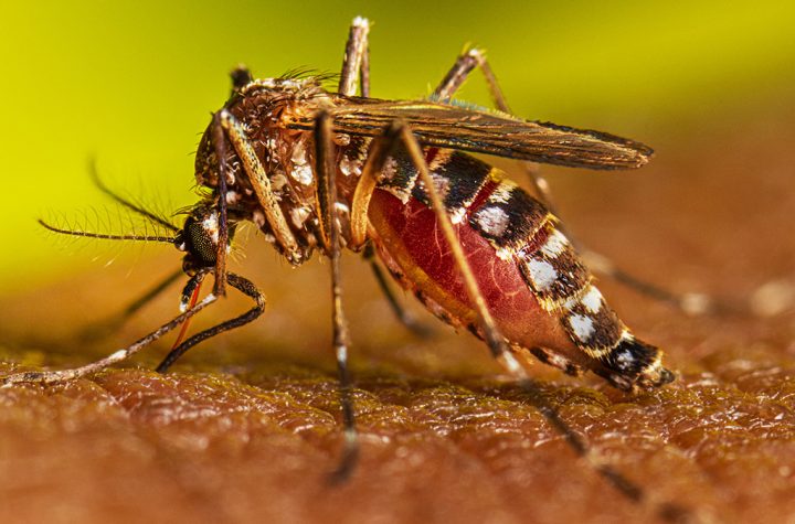 Muere joven presuntamente por dengue en Barahona